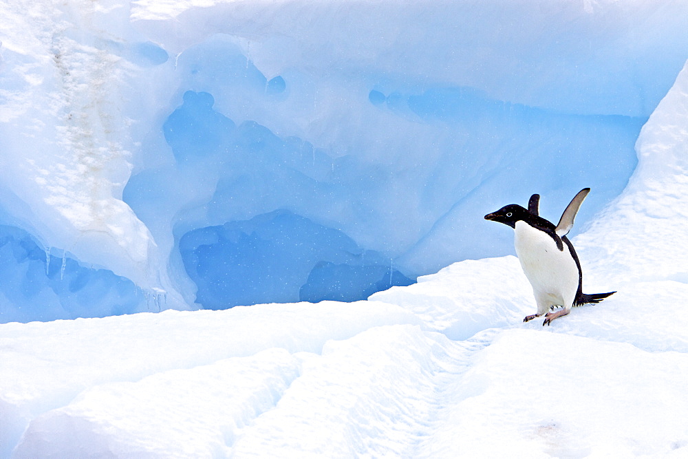 Adult Adelie penguin (Pygoscelis adeliae) on iceberg near the Antarctic Peninsula, Antarctica. 