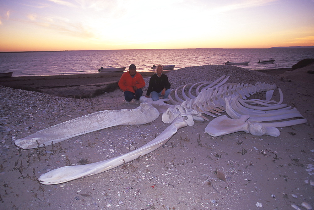 Adult California Gray Whale (Eschrichtius robustus) skeleton on the beach in San Ignacio Lagoon, Baja, Mexico.
(Restricted Resolution - pls contact us)