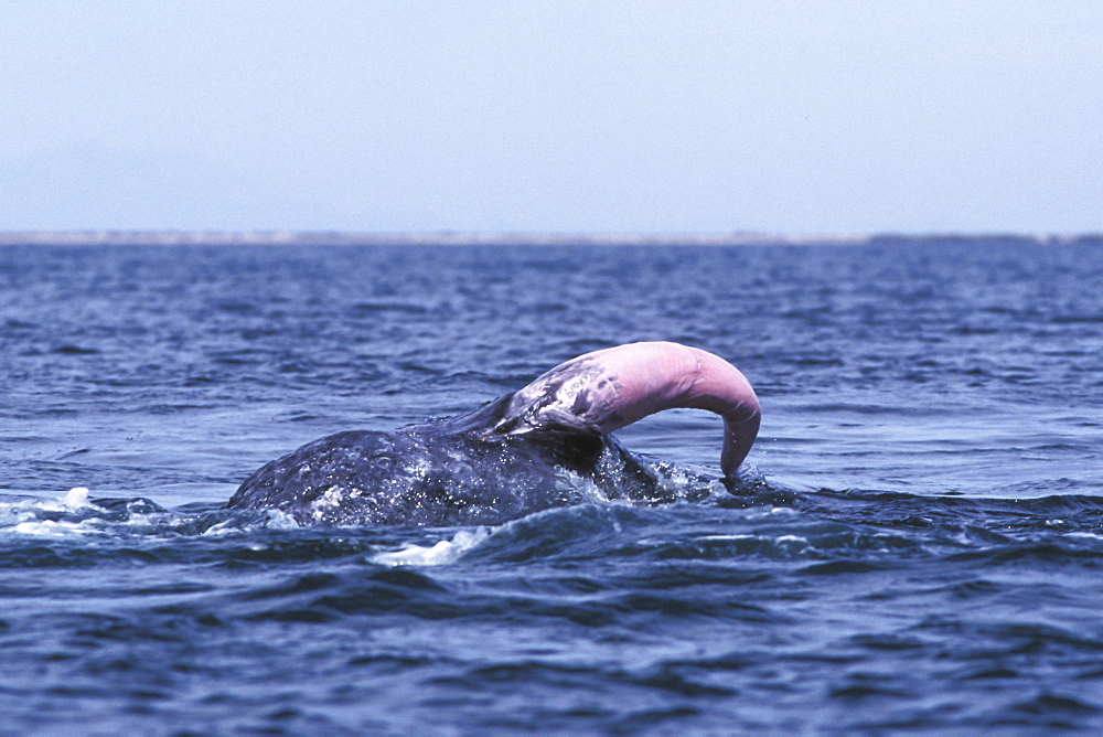 Adult bull California Gray Whale (Eschrichtius robustus) penis display (courtship behaviour) in the calm waters of San Ignacio Lagoon, Baja, Mexico.
(Restricted Resolution - pls contact us)