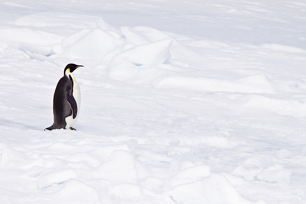 A lone adult Emperor Penguin (Aptenodytes forsteri) on an ice floe just north of Snow Hill Island in the Weddell Sea, Antarctica.