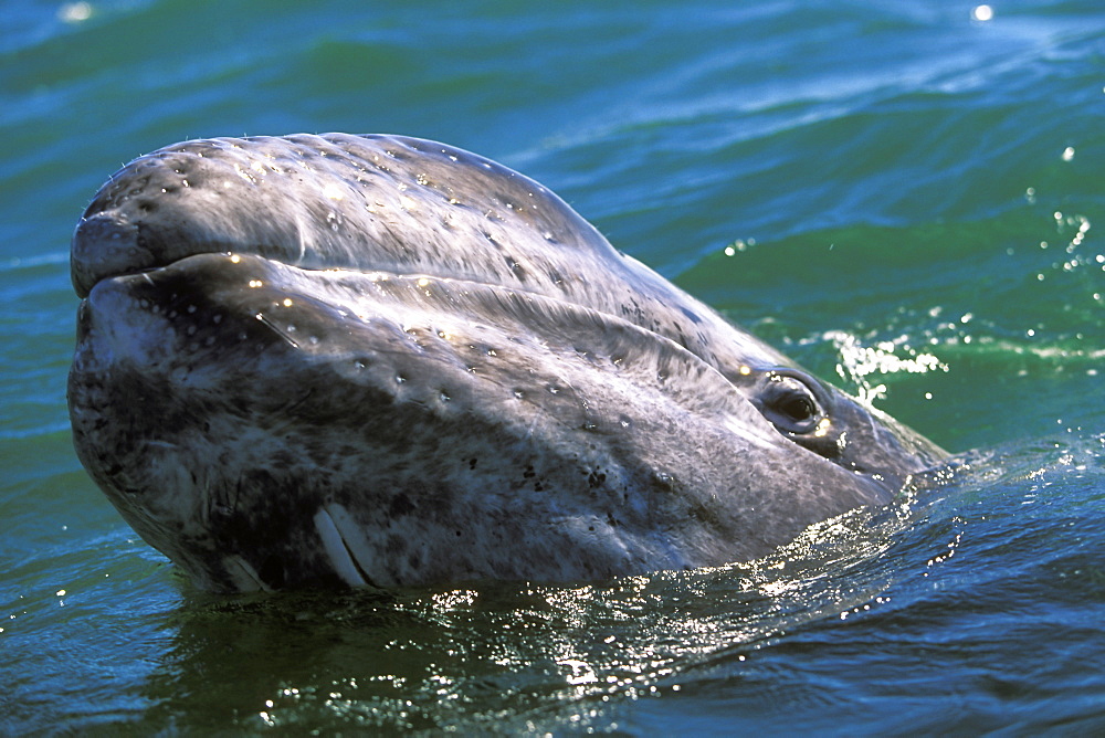 Curious California Gray Whale (Eschrichtius robustus) calf looking at whalewatchers in the calm waters of San Ignacio Lagoon, Baja, Mexico.