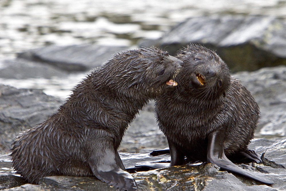 Antarctic Fur Seal (Arctocephalus gazella) pup - in its dark lanugo birth coat - on the island of South Georgia, southern Atlantic Ocean