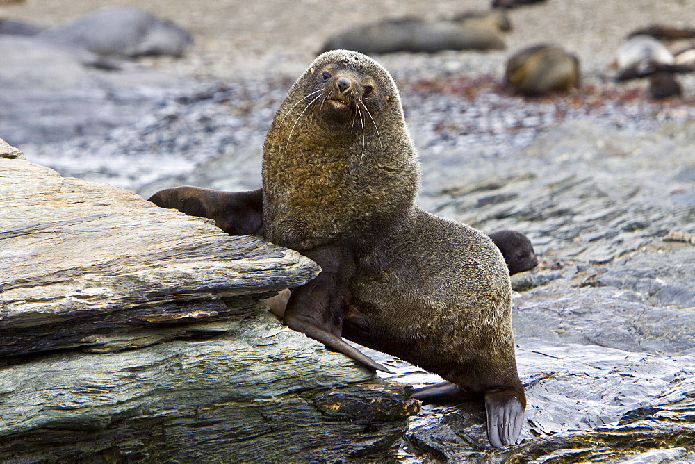 Adult bull Antarctic Fur Seal (Arctocephalus gazella) on the island of South Georgia, southern Atlantic Ocean