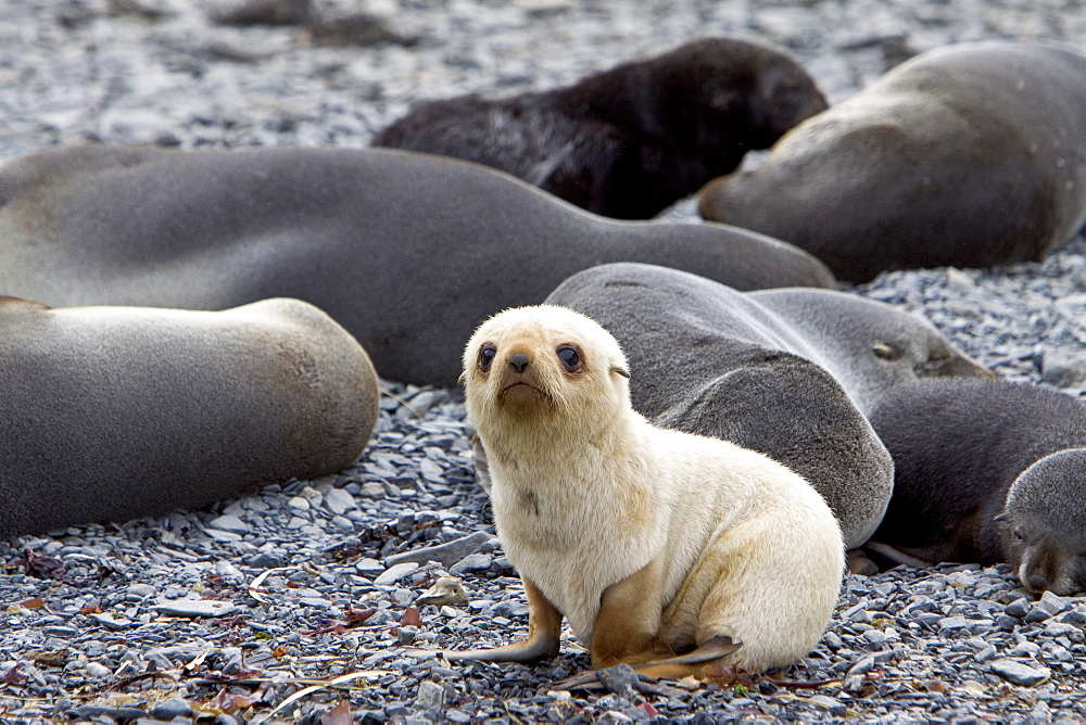 Antarctic Fur Seal (Arctocephalus gazella) pup on the island of South Georgia, southern Atlantic Ocean