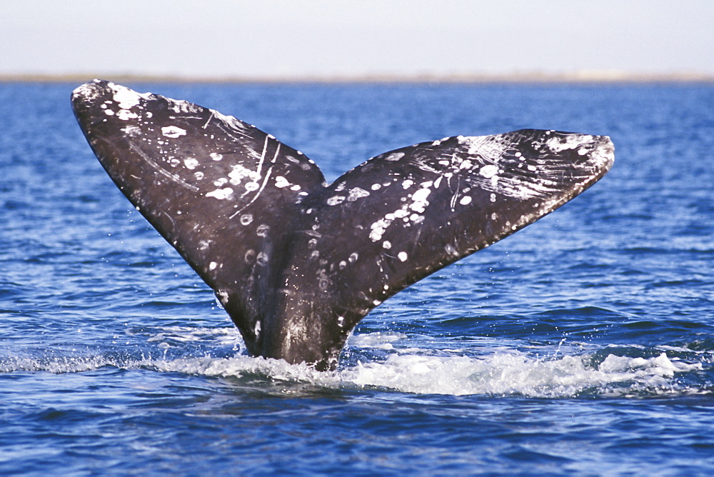 Adult California Gray Whale (Eschrichtius robustus) fluke-up dive - possible courtship behavior - in the calm waters of San Ignacio Lagoon, Baja, Mexico.