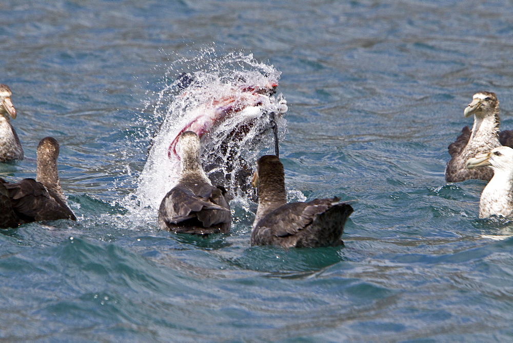 Adult Antarctic Fur Seal (Arctocephalus gazella) killing and then eating a king penguin on the island of South Georgia, southern Atlantic Ocean