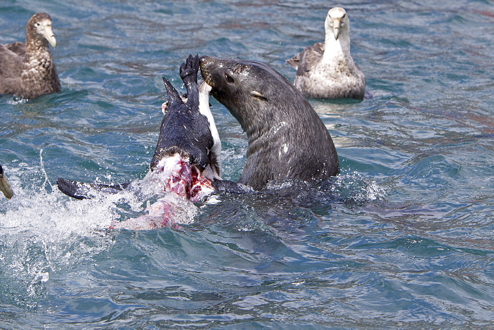 Adult Antarctic Fur Seal (Arctocephalus gazella) killing and then eating a king penguin on the island of South Georgia, southern Atlantic Ocean