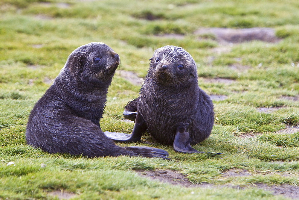 Antarctic Fur Seal (Arctocephalus gazella) pup - in its dark lanugo birth coat - on the island of South Georgia, southern Atlantic Ocean