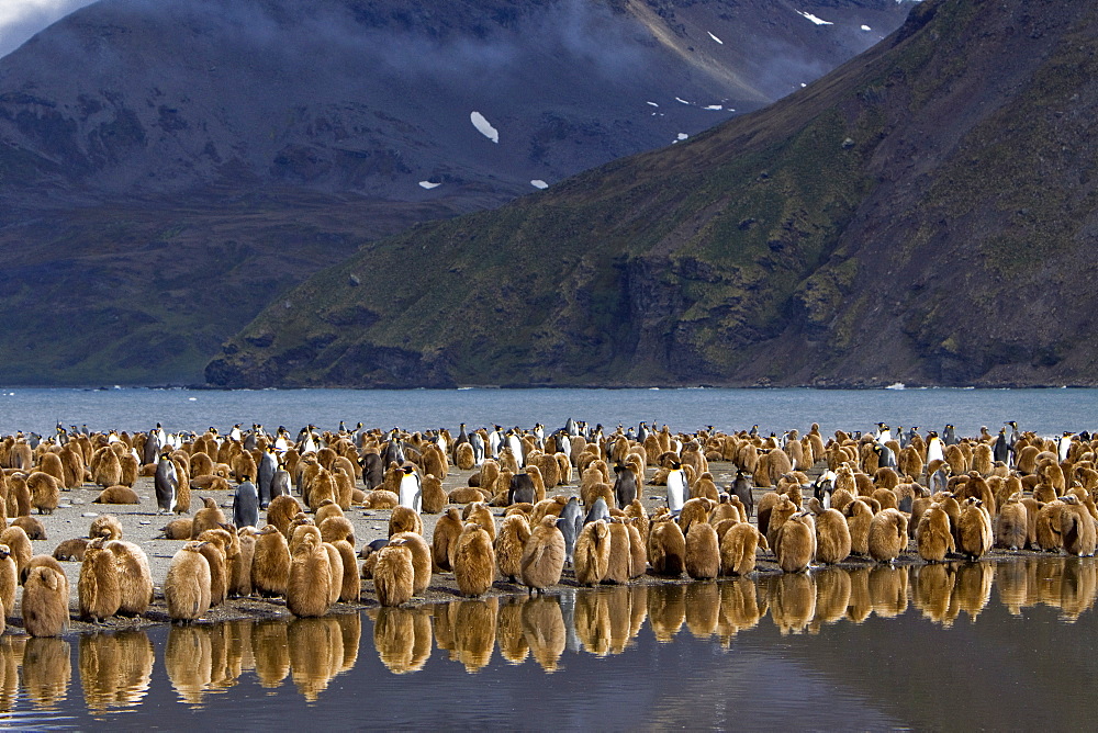 King Penguin (Aptenodytes patagonicus) breeding and nesting colonies on South Georgia Island, Southern Ocean. 