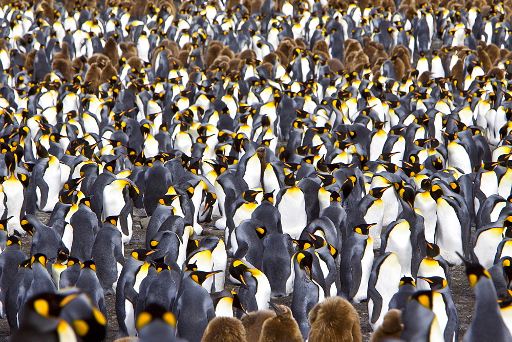 King Penguin (Aptenodytes patagonicus) breeding and nesting colonies on South Georgia Island, Southern Ocean. 