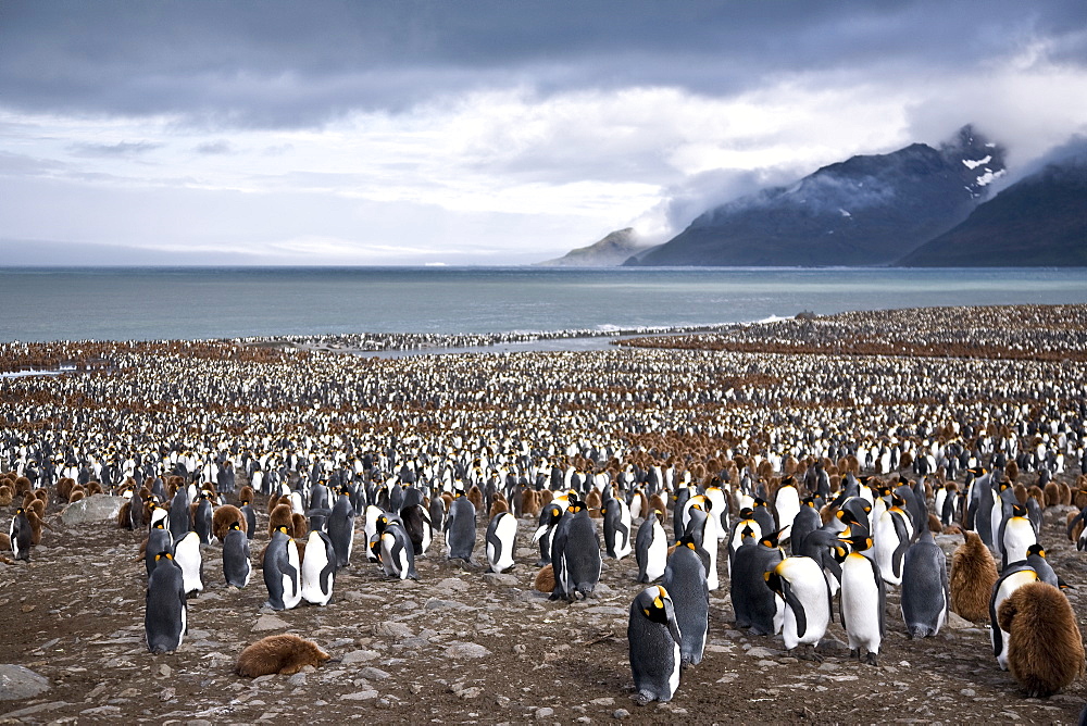 King Penguin (Aptenodytes patagonicus) breeding and nesting colonies on South Georgia Island, Southern Ocean. 