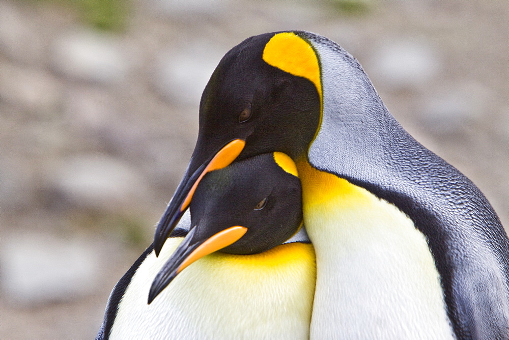 King Penguin (Aptenodytes patagonicus) breeding and nesting colonies on South Georgia Island, Southern Ocean. 