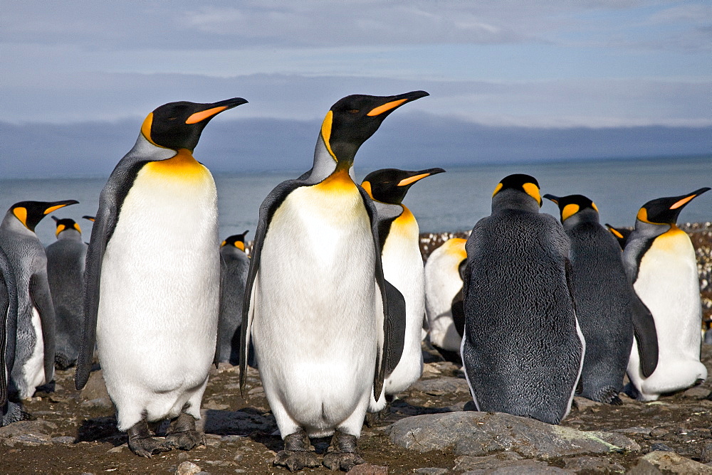 King Penguin (Aptenodytes patagonicus) breeding and nesting colonies on South Georgia Island, Southern Ocean. 