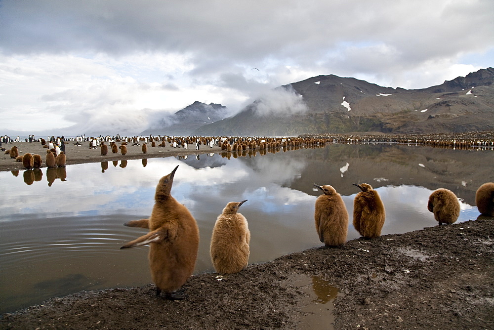 King Penguin (Aptenodytes patagonicus) breeding and nesting colonies on South Georgia Island, Southern Ocean.