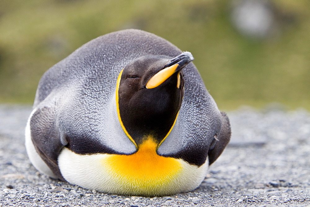 King Penguin (Aptenodytes patagonicus) breeding and nesting colonies on South Georgia Island, Southern Ocean.