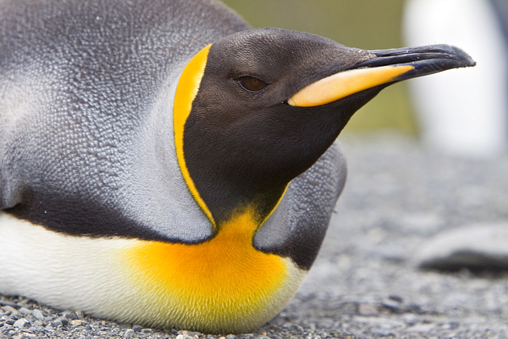 King Penguin (Aptenodytes patagonicus) breeding and nesting colonies on South Georgia Island, Southern Ocean.