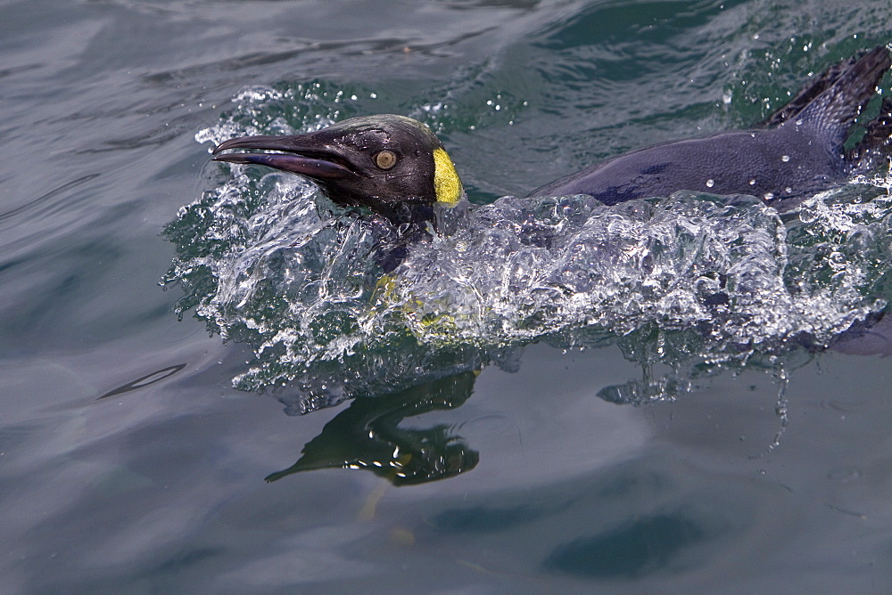 King Penguin (Aptenodytes patagonicus) breeding and nesting colonies on South Georgia Island, Southern Ocean.