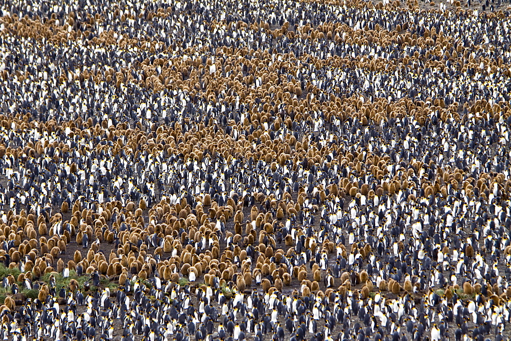 King Penguin (Aptenodytes patagonicus) breeding and nesting colonies on South Georgia Island, Southern Ocean.