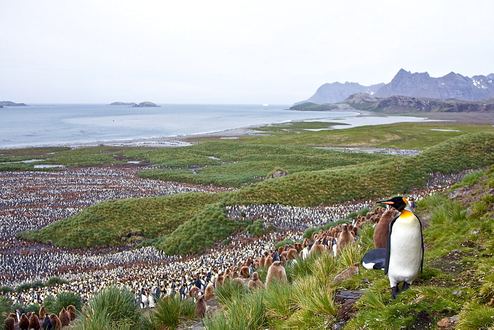 King Penguin (Aptenodytes patagonicus) breeding and nesting colonies on South Georgia Island, Southern Ocean.