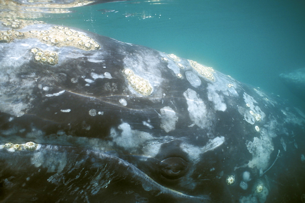 Adult California Gray Whale (Eschrichtius robustus) underwater (eye detail) in the calm waters of San Ignacio Lagoon, Baja, Mexico.