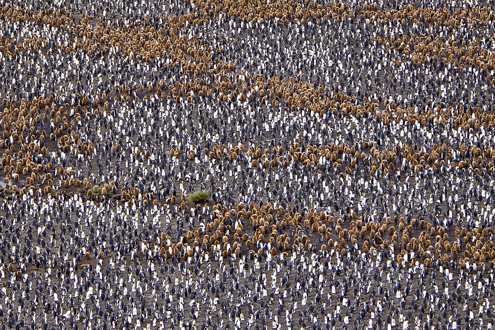 King Penguin (Aptenodytes patagonicus) breeding and nesting colonies on South Georgia Island, Southern Ocean. 