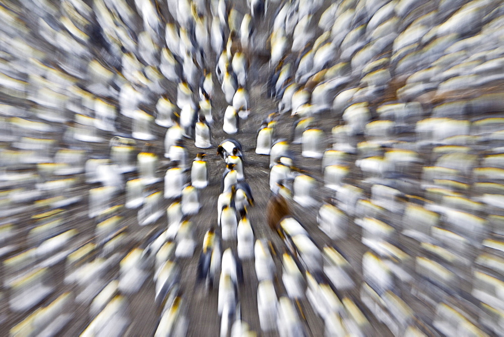 Zoom blur of king penguin (Aptenodytes patagonicus) breeding and nesting colonies on South Georgia Island, Southern Ocean.