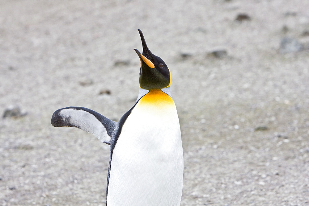 A lone adult king penguin (Aptenodytes patagonicus) among nesting colonies of gentoo and chinstrap penguins on Barrentos Island, Aitcho Island Group, South Shetland Islands, Antarctica