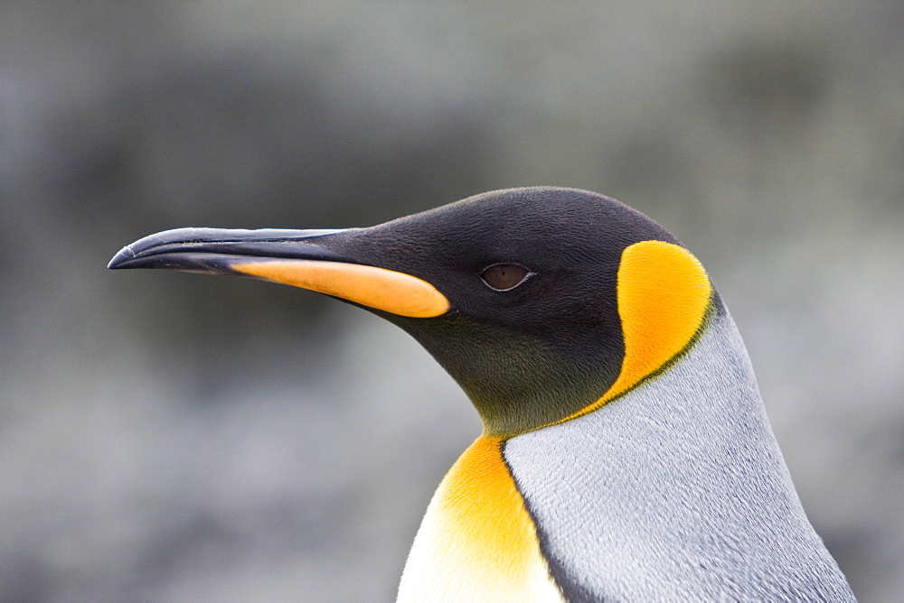 A lone adult king penguin (Aptenodytes patagonicus) among nesting colonies of gentoo and chinstrap penguins on Barrentos Island, Aitcho Island Group, South Shetland Islands, Antarctica