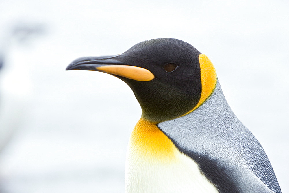 A lone adult king penguin (Aptenodytes patagonicus) among nesting colonies of gentoo and chinstrap penguins on Barrentos Island, Aitcho Island Group, South Shetland Islands, Antarctica