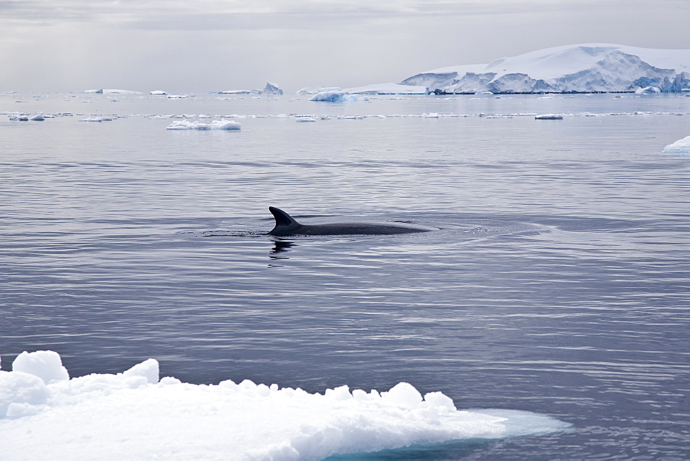 Adult Antarctic Minke Whale (Balaenoptera bonaerensis) surfacing in ice near Larrouy Island on the western side of the Antarctic Peninsula