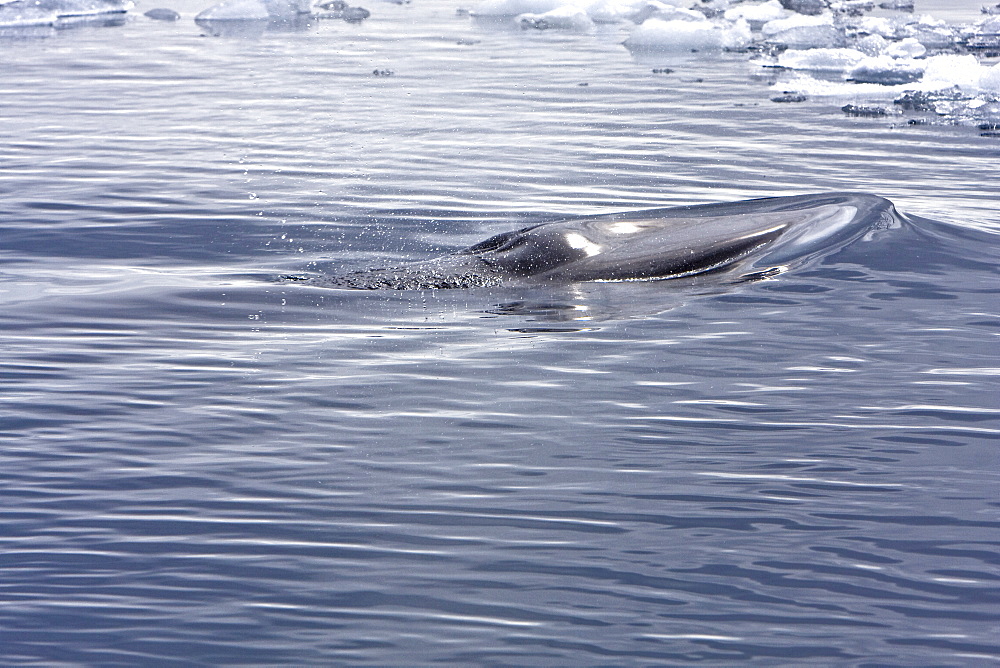 Adult Antarctic Minke Whale (Balaenoptera bonaerensis) surfacing in ice near Larrouy Island on the western side of the Antarctic Peninsula