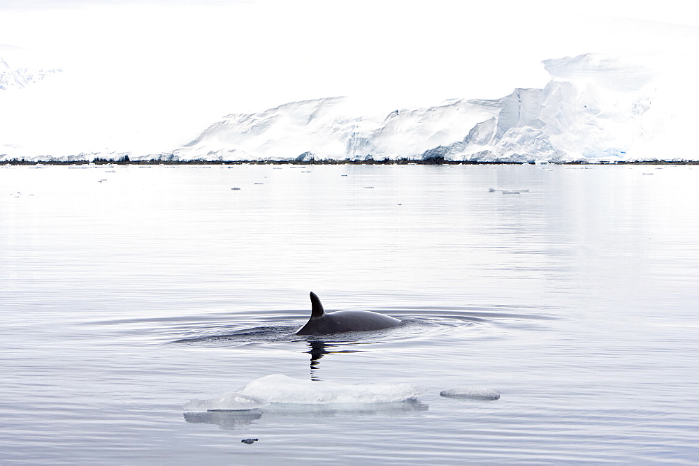 Adult Antarctic Minke Whale (Balaenoptera bonaerensis) surfacing in ice near Larrouy Island on the western side of the Antarctic Peninsula