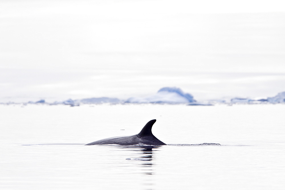 Adult Antarctic Minke Whale (Balaenoptera bonaerensis) surfacing in ice near Larrouy Island on the western side of the Antarctic Peninsula