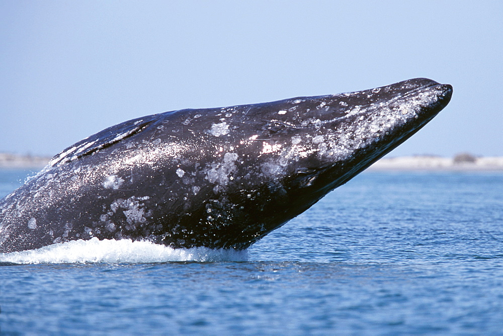 Adult gray whale breaching in San Ignacio Lagoon, Baja, Mexico.