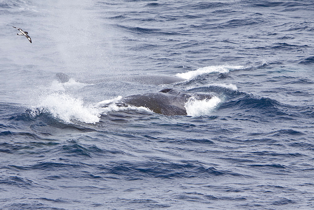 Adult Fin Whale (Balaenoptera physalus) surfacing in the Scotia Sea