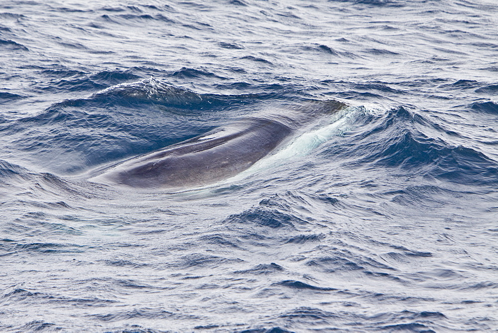 Adult Fin Whale (Balaenoptera physalus) surfacing in the Scotia Sea