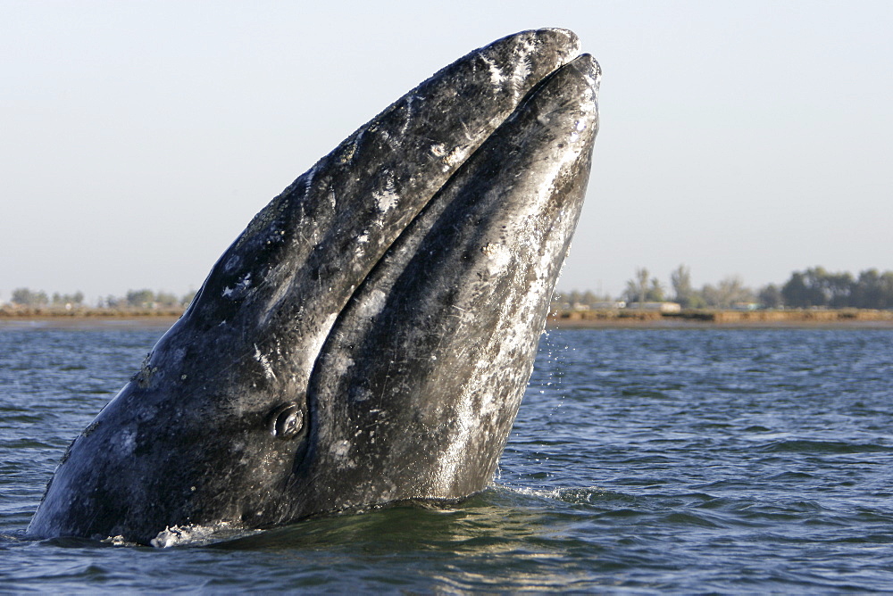 California Gray Whale (Eschrichtius robustus) spy-hopping near the town of Puerto Lopez Mateos, BCS along the Pacific side of the Baja Penninsula. Pacific Ocean.