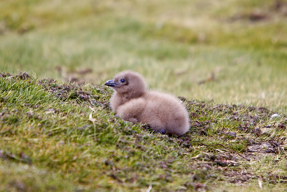 Brown Skua (Catharacta antarctica) chick on South Georgia Island in the Southern Ocean