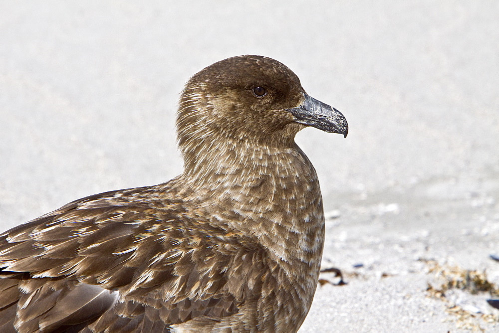 An adult Brown Skua (Catharacta antarctica)  in the Falkland Islands in the South Atlantic Ocean