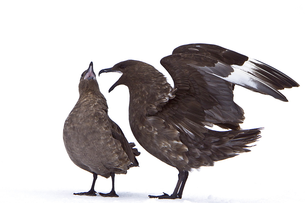 An adult Brown Skua (Catharacta antarctica)  in the Antarctic peninsula in the southern ocean