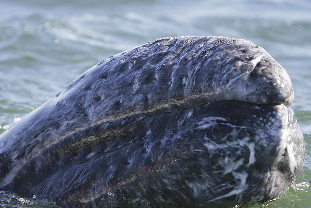 California gray whale (Eschrichtius robustus) calf surfacing in the calm waters of Magdalena Bay, Baja California Sur, Mexico.