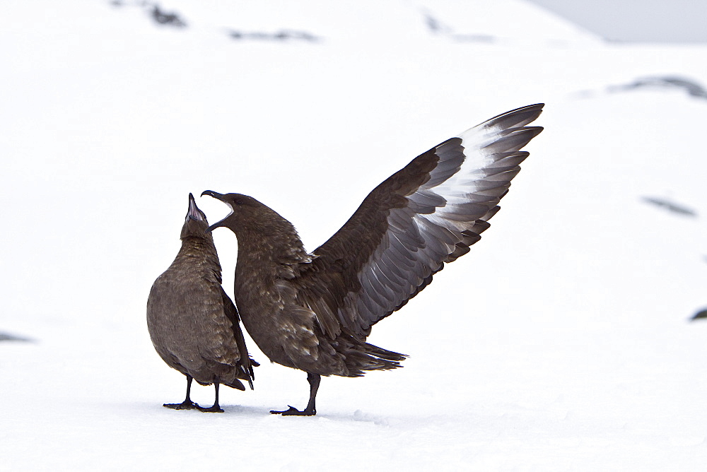 An adult Brown Skua (Catharacta antarctica)  near the Antarctic peninsula in the southern ocean