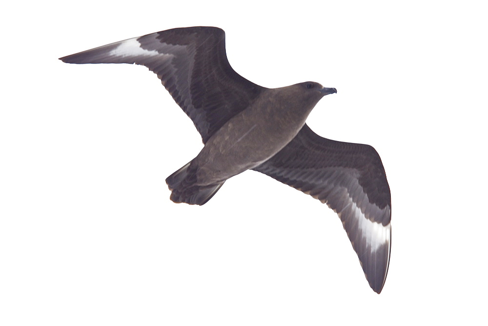 An adult Brown Skua (Catharacta antarctica)  in flight near the Antarctic peninsula in the southern ocean