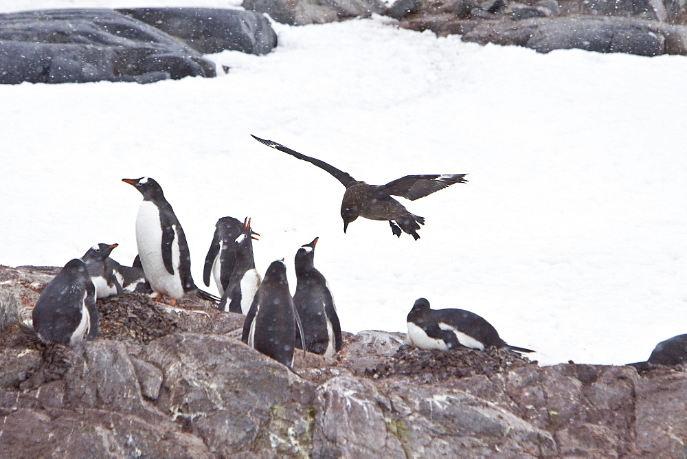 An adult Brown Skua (Catharacta antarctica)  in flight near the Antarctic peninsula in the southern ocean