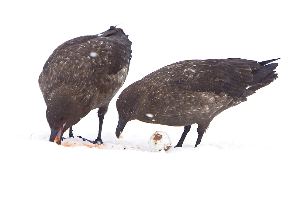 An adult Brown Skua (Catharacta antarctica)  near the Antarctic peninsula in the southern ocean