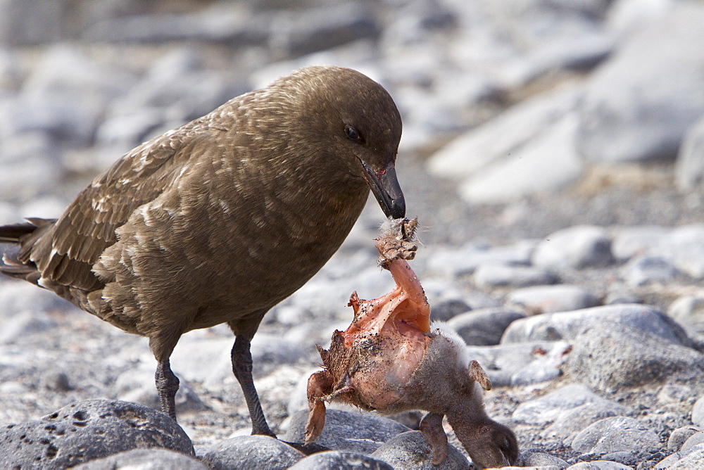 An adult Brown Skua (Catharacta antarctica)  near the Antarctic peninsula in the southern ocean