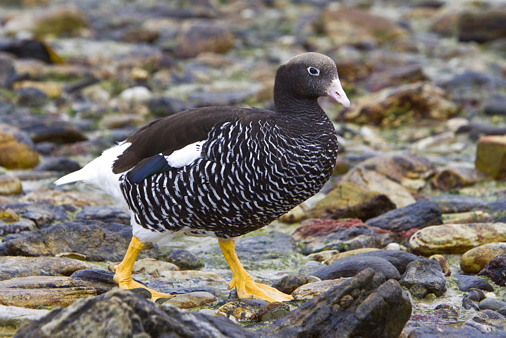 The Kelp Goose (Chloephaga hybrida), is a member of the duck, goose and swan family Anatidae