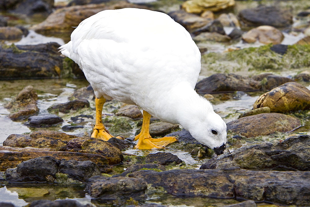 The Kelp Goose (Chloephaga hybrida), is a member of the duck, goose and swan family Anatidae