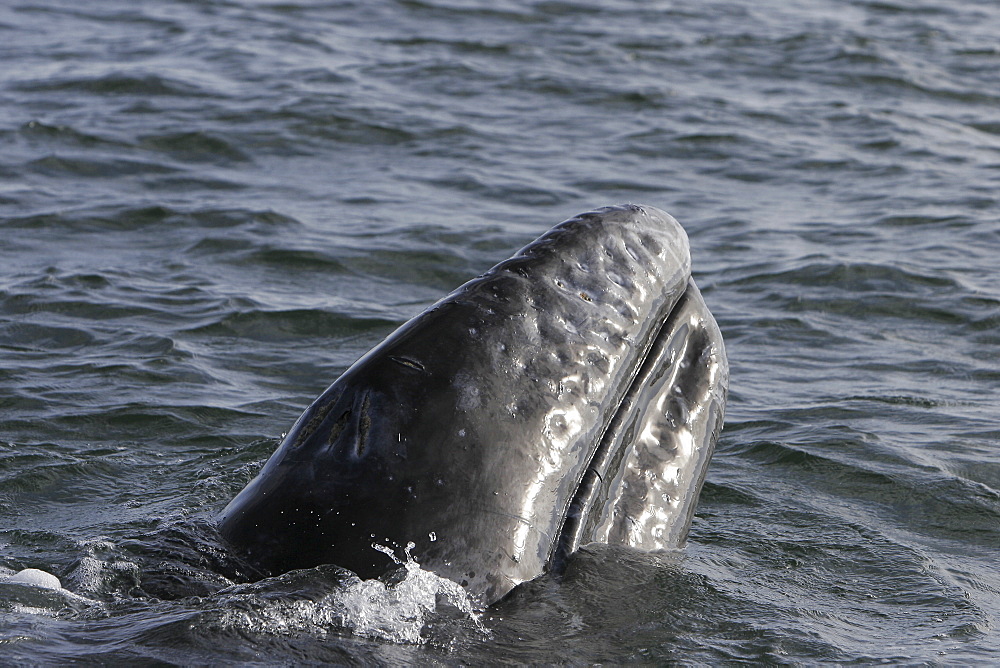 California gray whale (Eschrichtius robustus) calf surfacing in the calm waters of Magdalena Bay, Baja California Sur, Mexico.