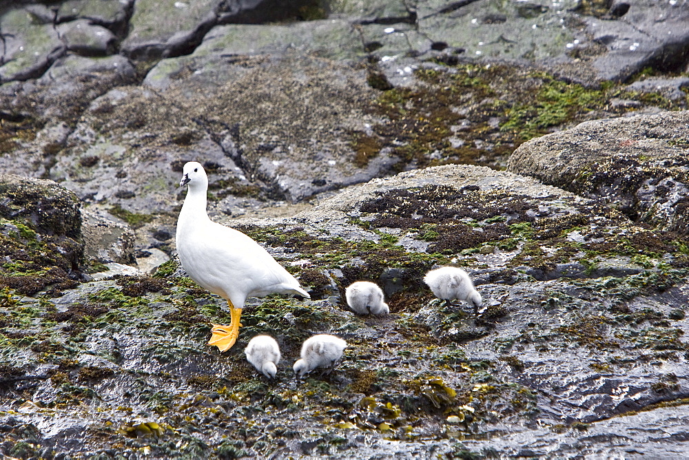 The Kelp Goose (Chloephaga hybrida), is a member of the duck, goose and swan family Anatidae